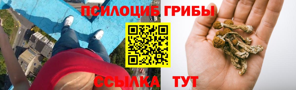 Псилоцибиновые грибы Psilocybine cubensis Елабуга